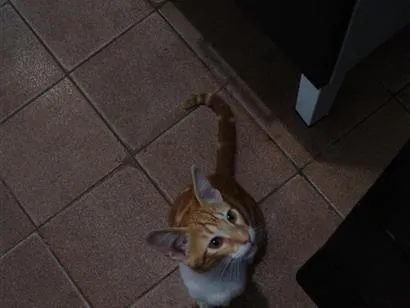 Gato raça SRD-ViraLata idade 2 a 6 meses nome Laranjinha 