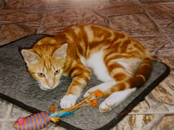 Gato raça SRD-ViraLata idade 2 a 6 meses nome Laranjinha 