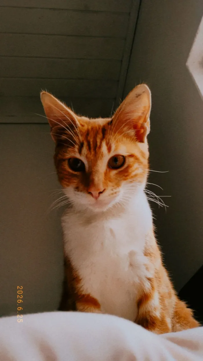 Gato raça SRD-ViraLata idade 2 a 6 meses nome Laranjinha 