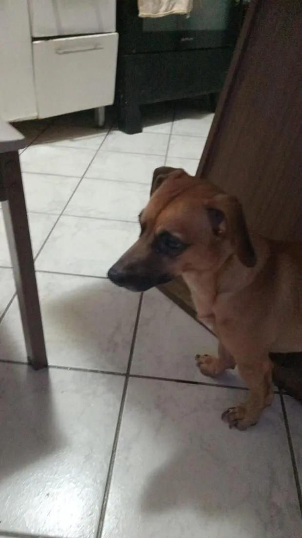 Cachorro raça SRD-ViraLata idade 2 anos nome Hulk