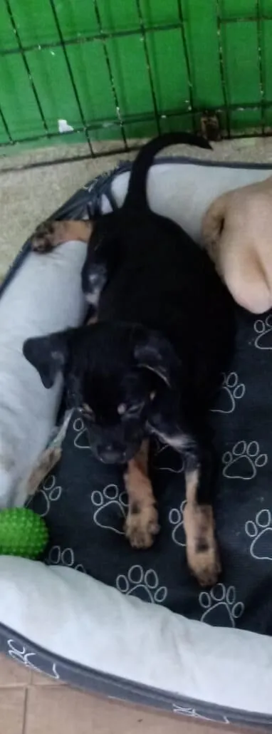 Cachorro raça SRD-ViraLata idade 2 a 6 meses nome mel