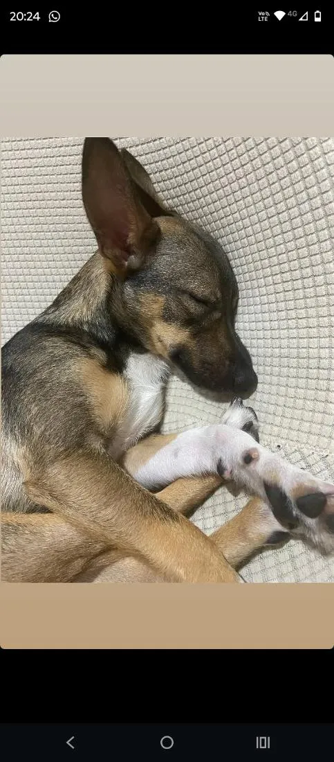 Cachorro raça SRD-ViraLata idade 1 ano nome paçoca 