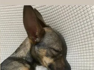 Cachorro raça SRD-ViraLata idade 1 ano nome paçoca 