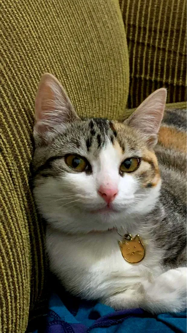 Gato raça SRD-ViraLata idade 7 a 11 meses nome Nina