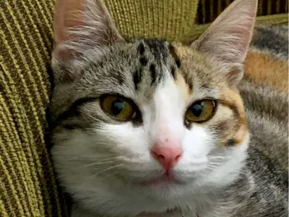 Gato raça SRD-ViraLata idade 7 a 11 meses nome Nina