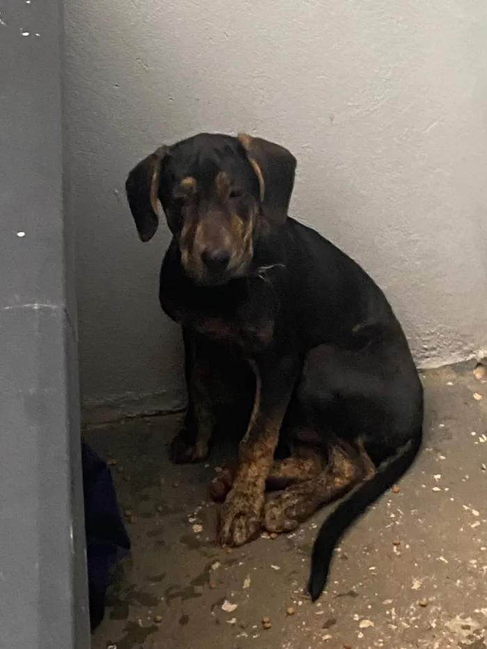 Cachorro raça SRD-ViraLata idade 2 a 6 meses nome Spike