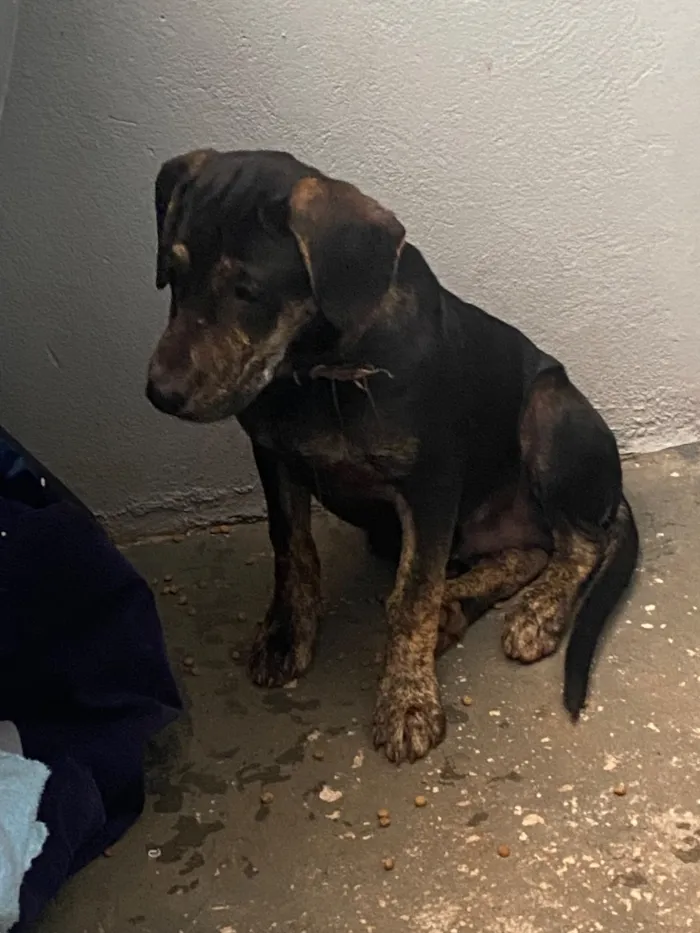 Cachorro raça SRD-ViraLata idade 2 a 6 meses nome Spike