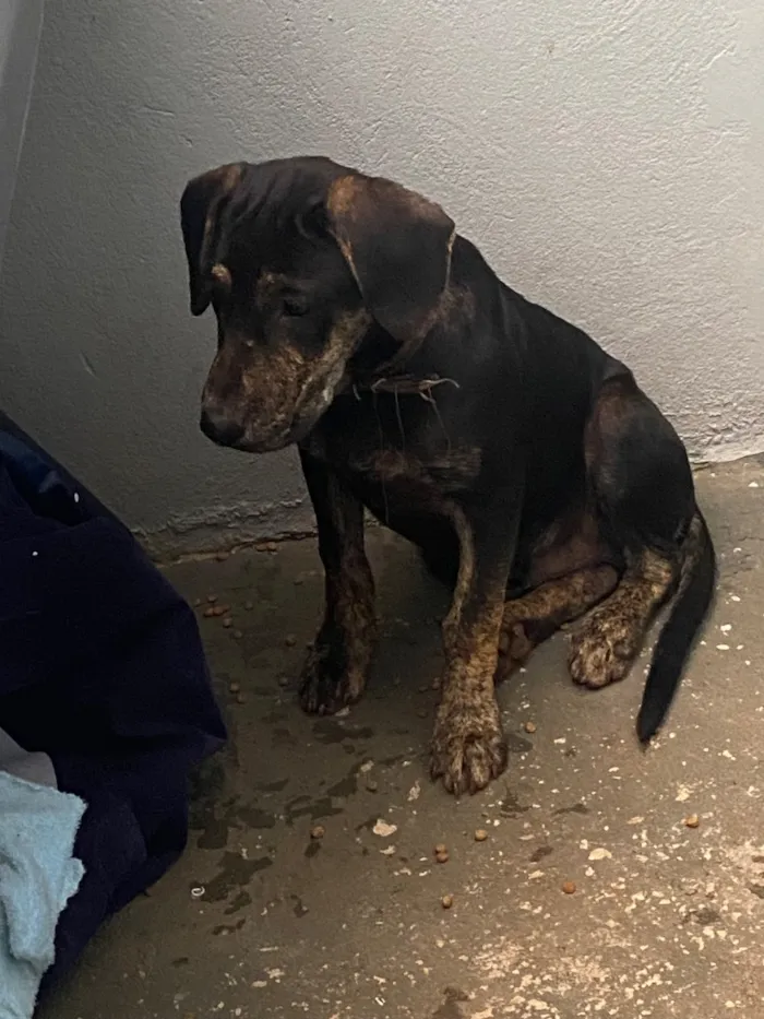 Cachorro raça SRD-ViraLata idade 2 a 6 meses nome Spike