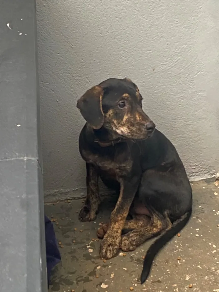 Cachorro raça SRD-ViraLata idade 2 a 6 meses nome Spike