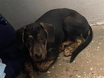 Cachorro raça SRD-ViraLata idade 2 a 6 meses nome Spike