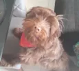 Toddy