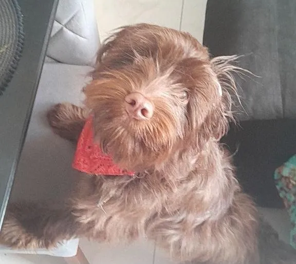Cachorro raça SRD-ViraLata idade 1 ano nome Toddy