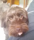 Toddy