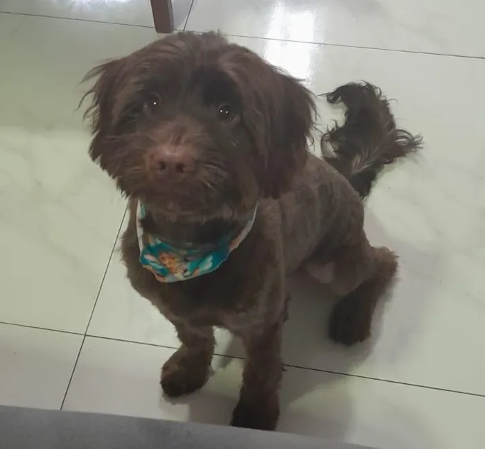 Cachorro raça SRD-ViraLata idade 1 ano nome Toddy