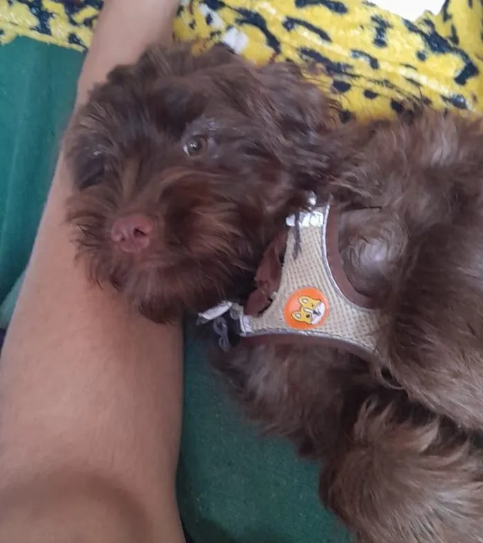 Cachorro raça SRD-ViraLata idade 1 ano nome Toddy