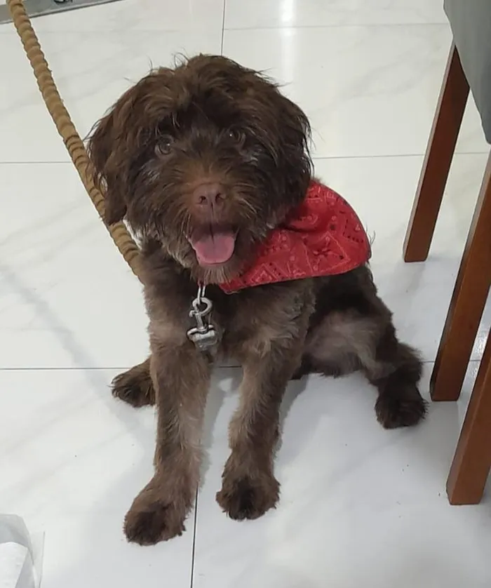 Cachorro raça SRD-ViraLata idade 1 ano nome Toddy
