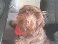 Toddy