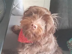 Cachorro raça SRD-ViraLata idade 1 ano nome Toddy