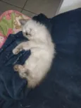Zara , luna, Estela 