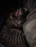 Zara , luna, Estela 