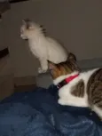 Zara , luna, Estela 