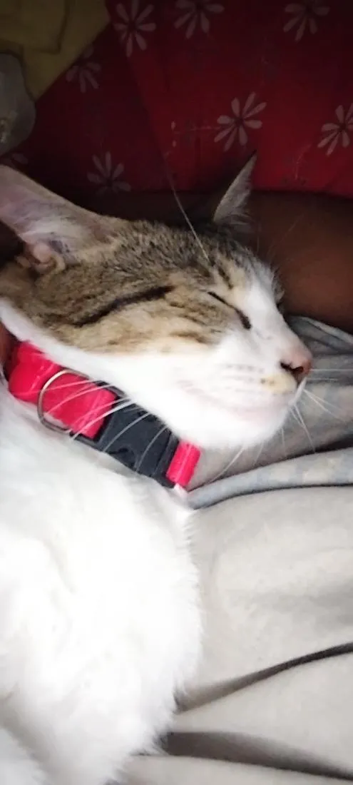 Gato raça SRD-ViraLata idade 2 a 6 meses nome Zara , luna, Estela 