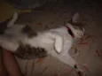 Zara , luna, Estela 