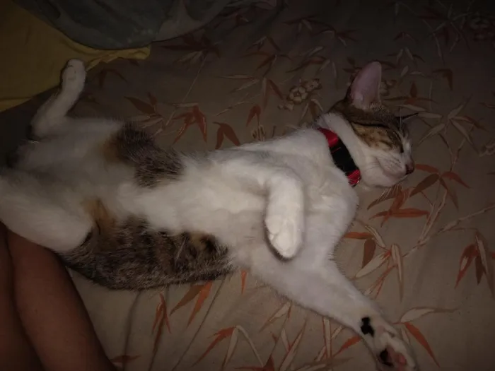 Gato raça SRD-ViraLata idade 2 a 6 meses nome Zara , luna, Estela 