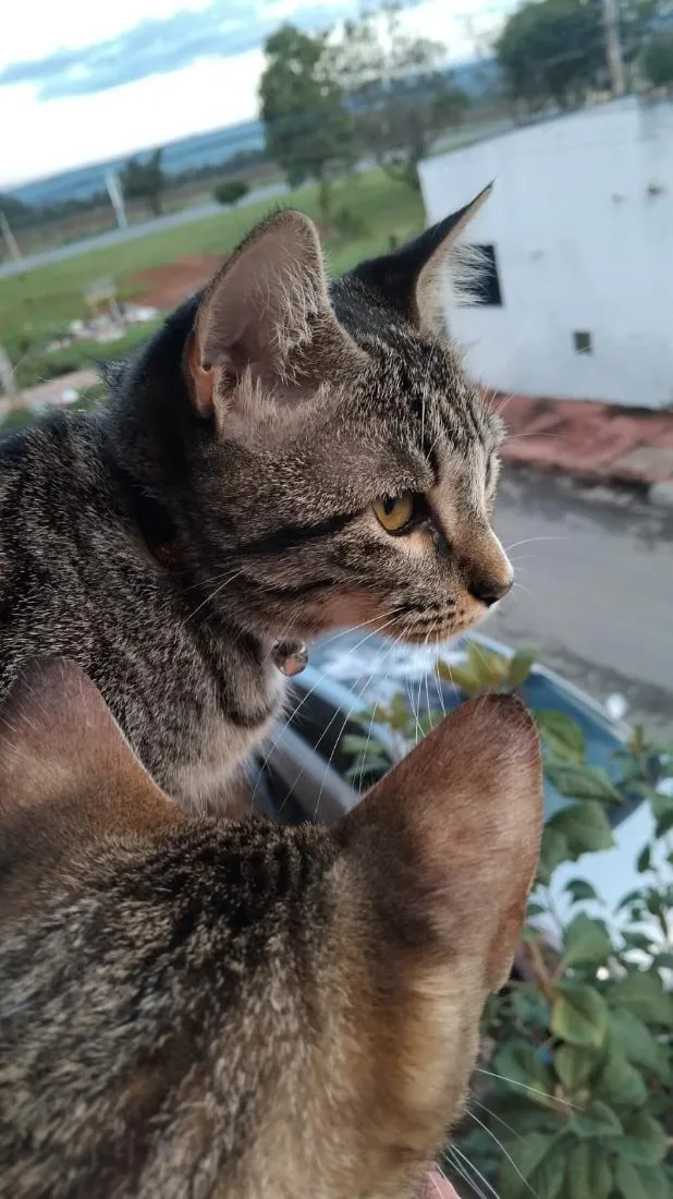 Gato raça SRD-ViraLata idade 2 a 6 meses nome Zara , luna, Estela 
