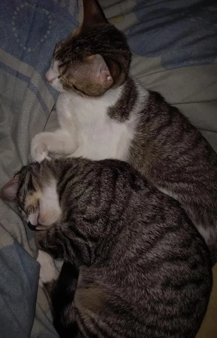 Gato raça SRD-ViraLata idade 2 a 6 meses nome Zara , luna, Estela 