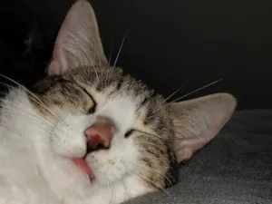 Gato raça SRD-ViraLata idade 2 a 6 meses nome Zara , luna, Estela 