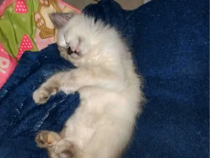 Gato raça SRD-ViraLata idade 2 a 6 meses nome Zara , luna, Estela 