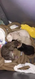 gatinhos da vênus 
