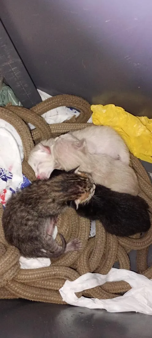 Gato raça SRD-ViraLata idade Abaixo de 2 meses nome gatinhos da vênus 