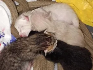 Gato raça SRD-ViraLata idade Abaixo de 2 meses nome gatinhos da vênus 