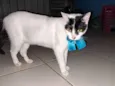 Pepita