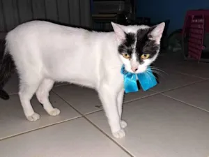 Gato raça SRD-ViraLata idade 1 ano nome Pepita