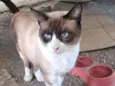 Simba