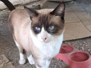 Gato raça SRD-ViraLata idade 1 ano nome Simba