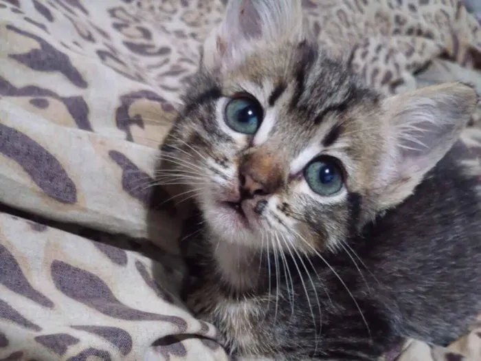 Gato raça SRD-ViraLata idade Abaixo de 2 meses nome Magali 