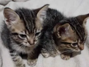 Gato raça SRD-ViraLata idade Abaixo de 2 meses nome Mônica 