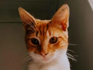 Gato raça SRD-ViraLata idade 2 a 6 meses nome Laranjinha 