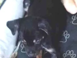 Cachorro raça SRD-ViraLata idade 2 a 6 meses nome mel