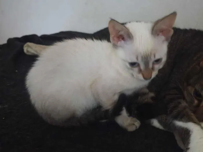 Gato raça SRD-ViraLata idade 2 a 6 meses nome Cristal 