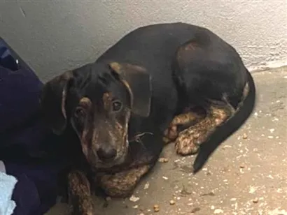 Cachorro raça SRD-ViraLata idade 2 a 6 meses nome Spike