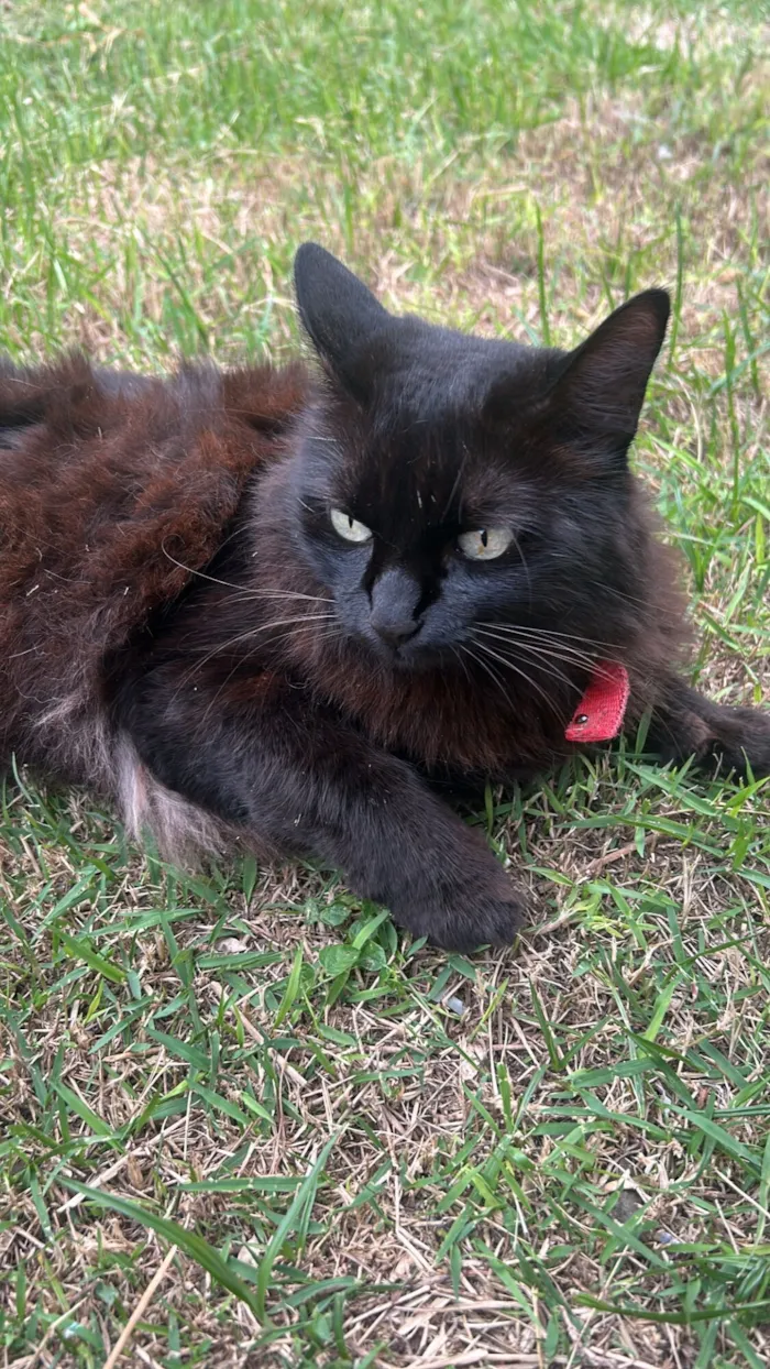 Gato raça SRD-ViraLata idade 2 a 6 meses nome Maria e pequeno 