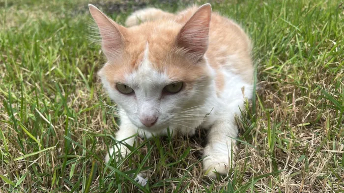Gato raça SRD-ViraLata idade 2 a 6 meses nome Maria e pequeno 
