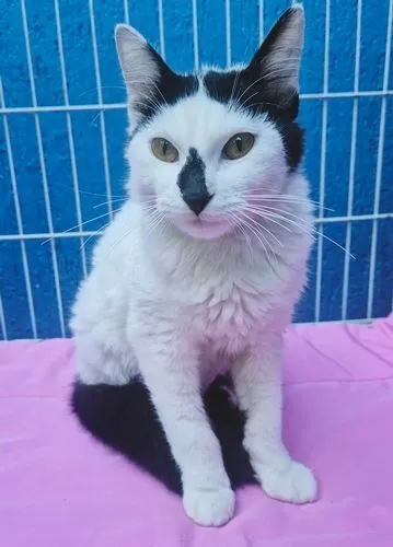 Gato raça SRD-ViraLata idade 2 a 6 meses nome MARTA MIMOSA