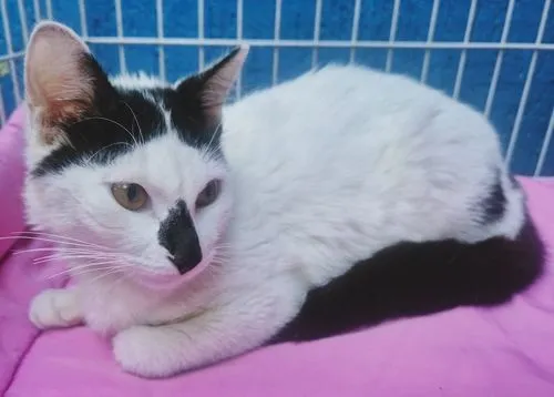 Gato raça SRD-ViraLata idade 2 a 6 meses nome MARTA MIMOSA