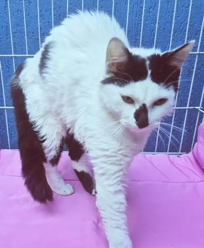Gato raça SRD-ViraLata idade 2 a 6 meses nome MARTA MIMOSA